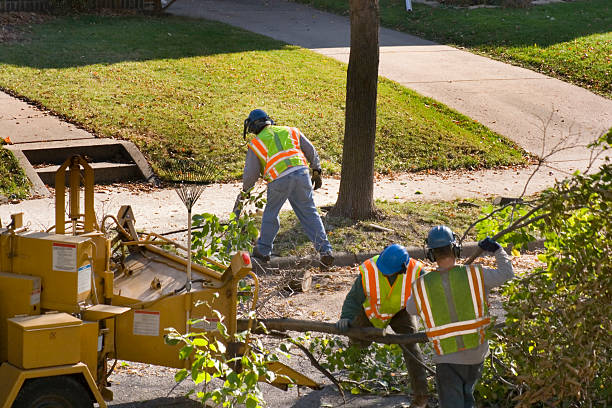 Tree and Shrub Care in Kentland, IN